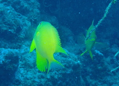 Amblyglyphidodon aureus