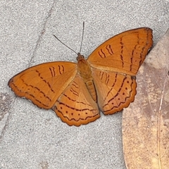 Pseudergolis wedah
