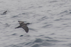Puffinus subalaris