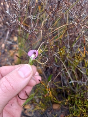 Disperis capensis capensis