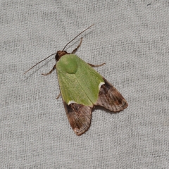 Hemichloridia euprepia