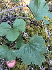 Rubus chamaemorus