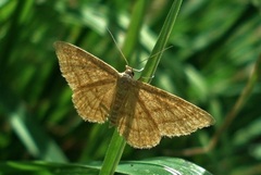 Idaea ochrata