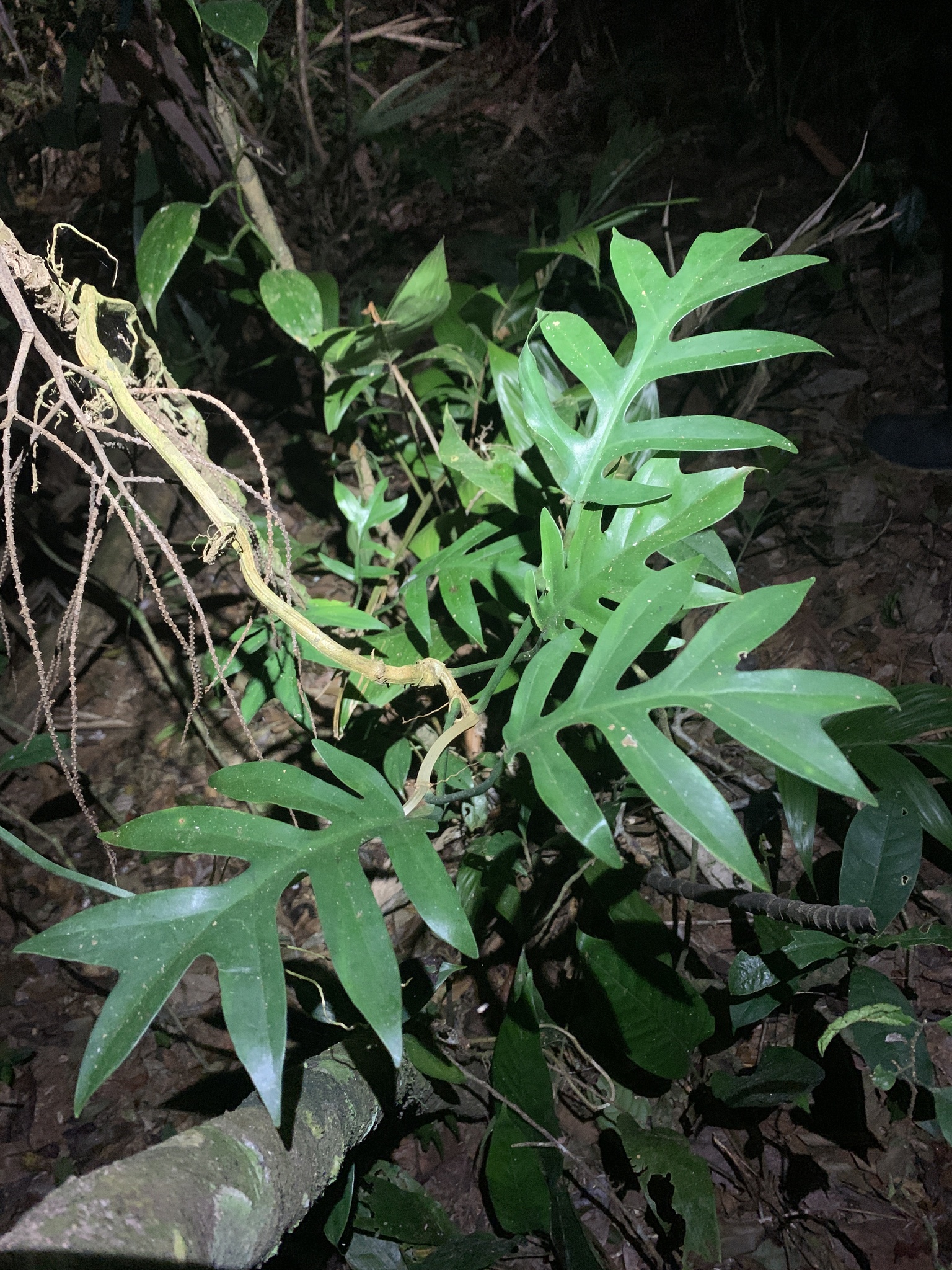 Philodendron distantilobum  iNaturalist