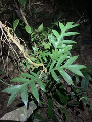 Philodendron distantilobum