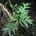 Philodendron distantilobum - Photo (c) Alex Castelein, some rights reserved (CC BY-NC), uploaded by Alex Castelein