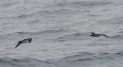 Puffinus subalaris