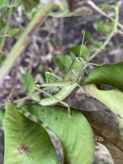 Schistocerca obscura