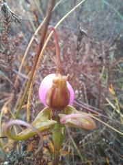 Disperis capensis capensis