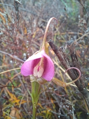 Disperis capensis capensis