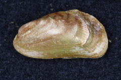 Arcuatula senhousia
