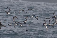 Puffinus subalaris