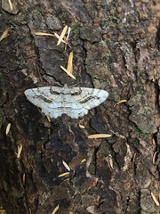 Neoalcis californiaria