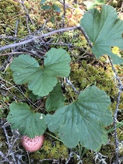 Rubus chamaemorus