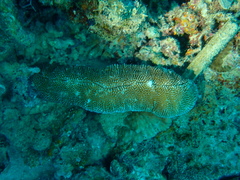 Ctenactis crassa
