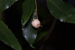 Schizomeria