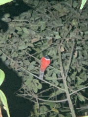 Trogon