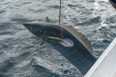 Acanthocybium solandri