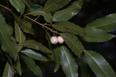 Schizomeria