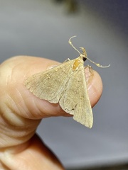 Renia discoloralis