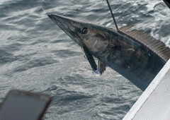 Acanthocybium solandri