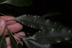 Schizomeria