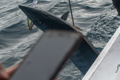 Acanthocybium solandri