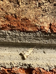 Microcrambus elegans