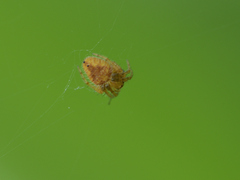 Eriophora