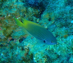 Pomacentrus nigromarginatus