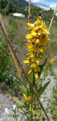 Crotalaria trichotoma