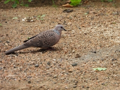 Streptopelia chinensis