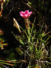 Dianthus pavonius