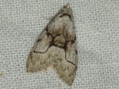 Nola delograpta