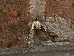 Autographa precationis