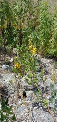 Crotalaria trichotoma