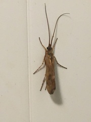 Limnephilus