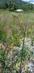 Crotalaria trichotoma