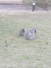 Chlorocebus pygerythrus