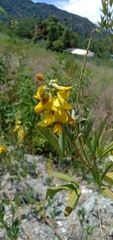 Crotalaria trichotoma