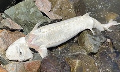 Acipenser transmontanus
