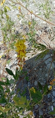 Crotalaria trichotoma