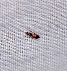 Ischyropalpus subtilissimus