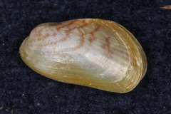 Arcuatula senhousia