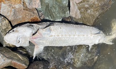 Acipenser transmontanus