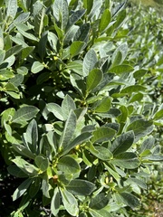 Salix sitchensis