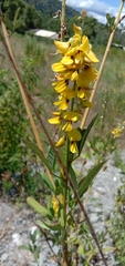 Crotalaria trichotoma