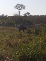 Syncerus caffer caffer