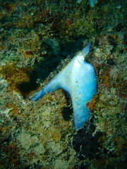 Pteria