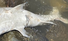 Acipenser transmontanus